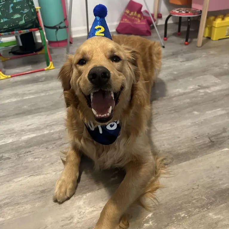 A happy golden retriever in our care